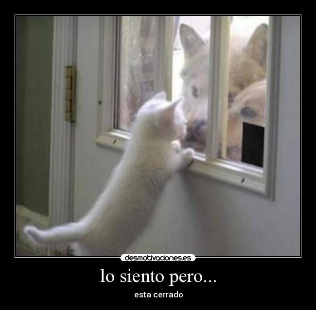 lo siento pero... - 