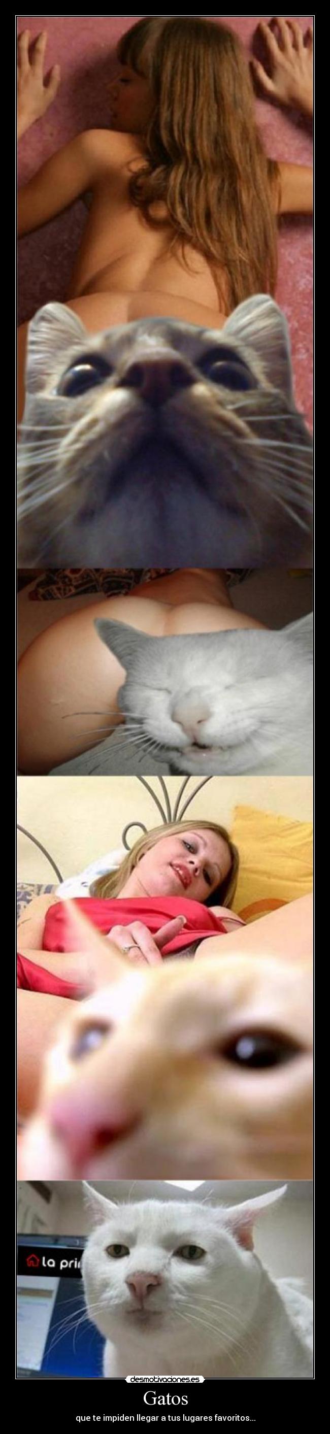 Gatos - que te impiden llegar a tus lugares favoritos...