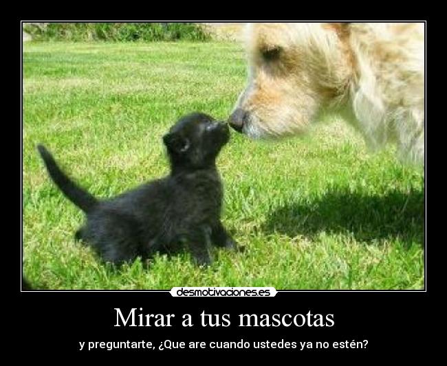 Mirar a tus mascotas - y preguntarte, ¿Que are cuando ustedes ya no estén?