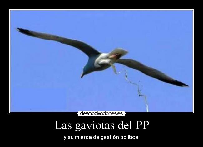 Las gaviotas del PP - y su mierda de gestión política.