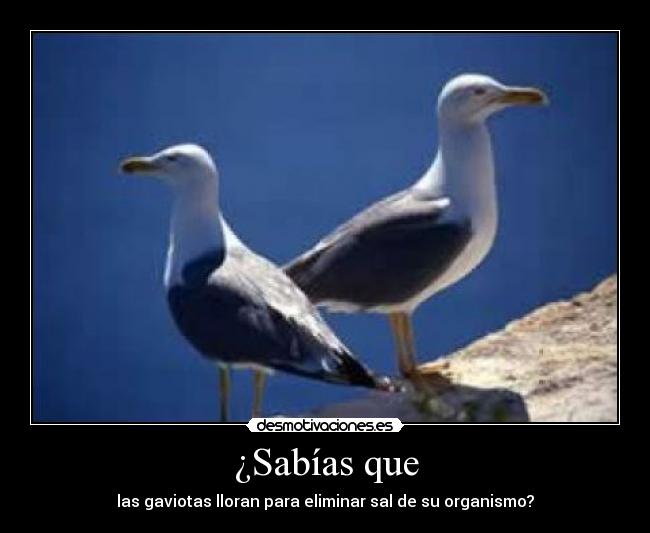 carteles sabias que desmotivaciones