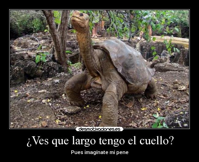 ¿Ves que largo tengo el cuello? - Pues imagínate mi pene