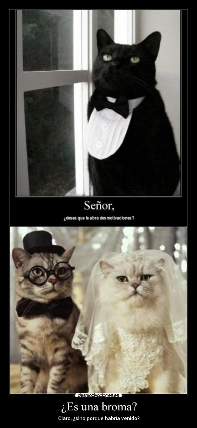 ¿Es una broma? -