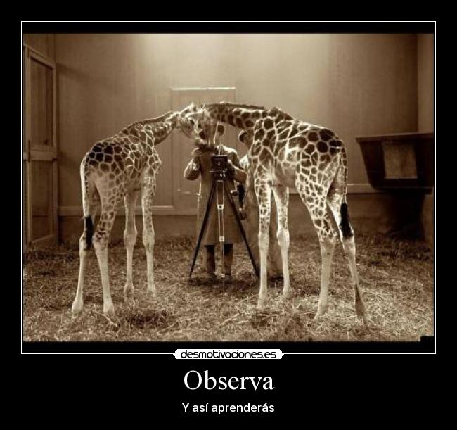 Observa - Y así aprenderás