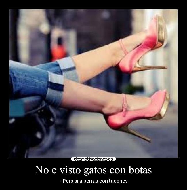 No e visto gatos con botas - - Pero si a perras con tacones