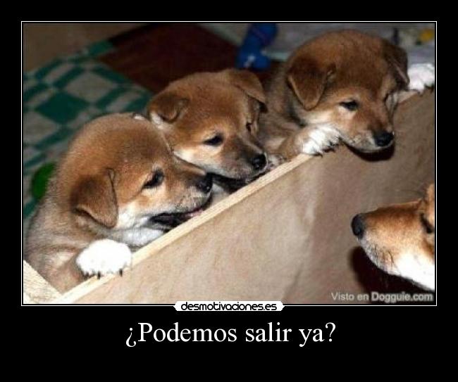 ¿Podemos salir ya? - 