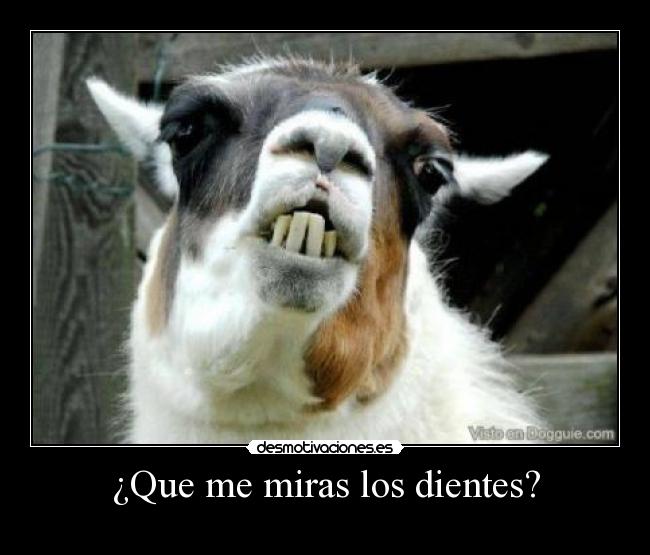 ¿Que me miras los dientes? -