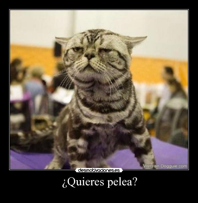 ¿Quieres pelea? - 