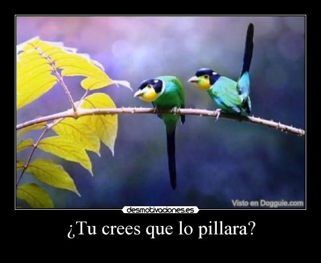 ¿Tu crees que lo pillara? - 