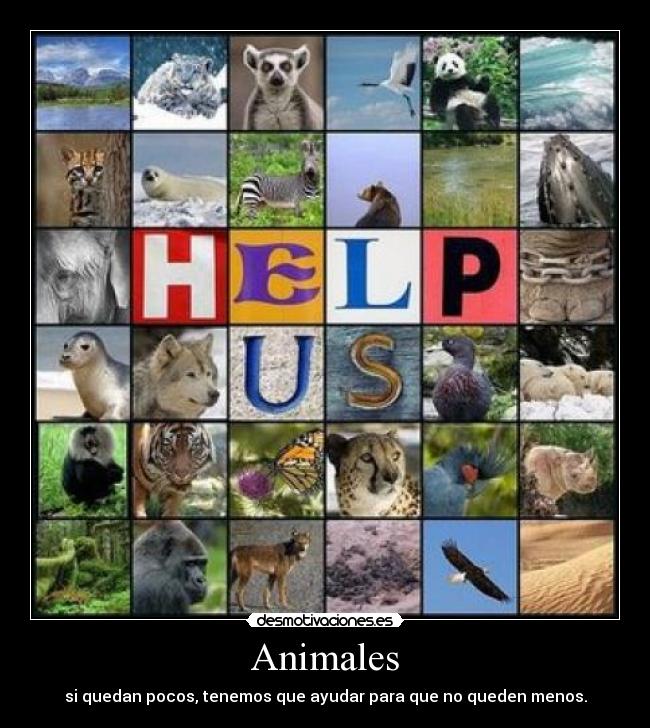 Animales -