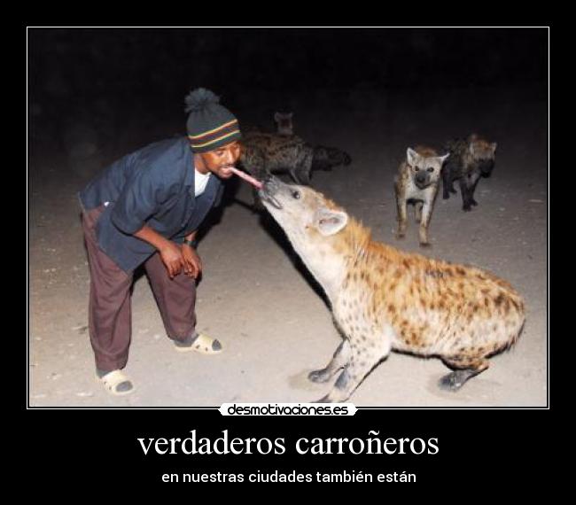 verdaderos carroñeros - en nuestras ciudades también están