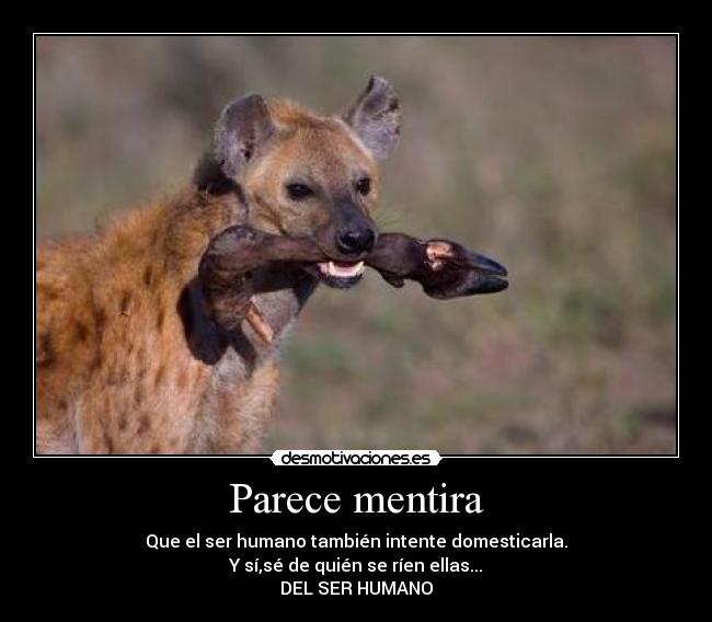 Parece mentira - Que el ser humano también intente domesticarla.
Y sí,sé de quién se ríen ellas...
DEL SER HUMANO