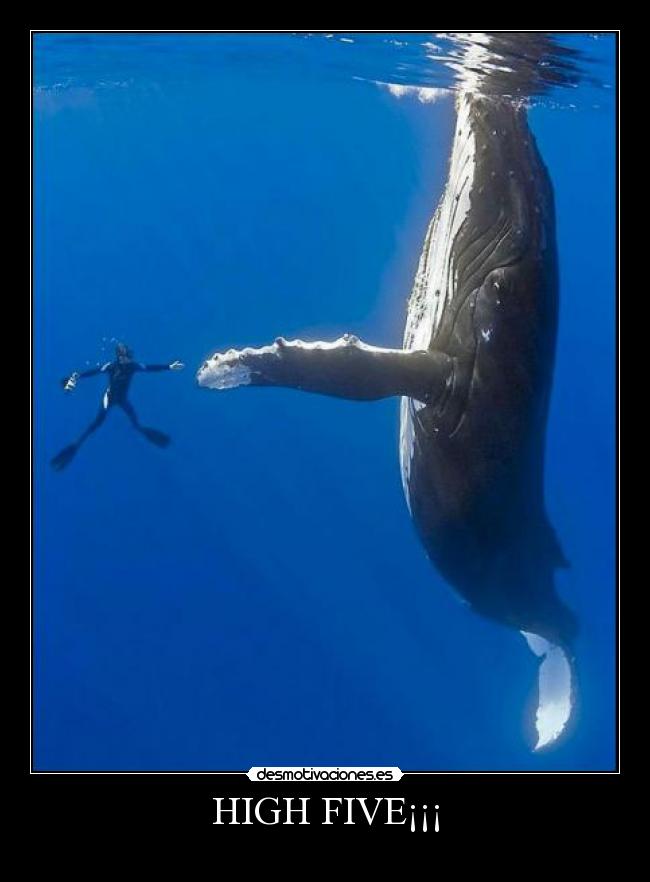 HIGH FIVE¡¡¡ - 