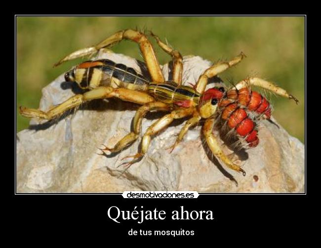 Quéjate ahora - de tus mosquitos