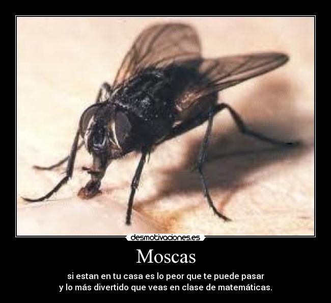 Moscas - si estan en tu casa es lo peor que te puede pasar
y lo más divertido que veas en clase de matemáticas.