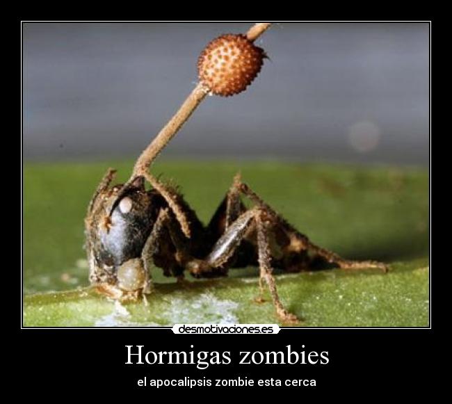 carteles bamos morir todos desmotivaciones