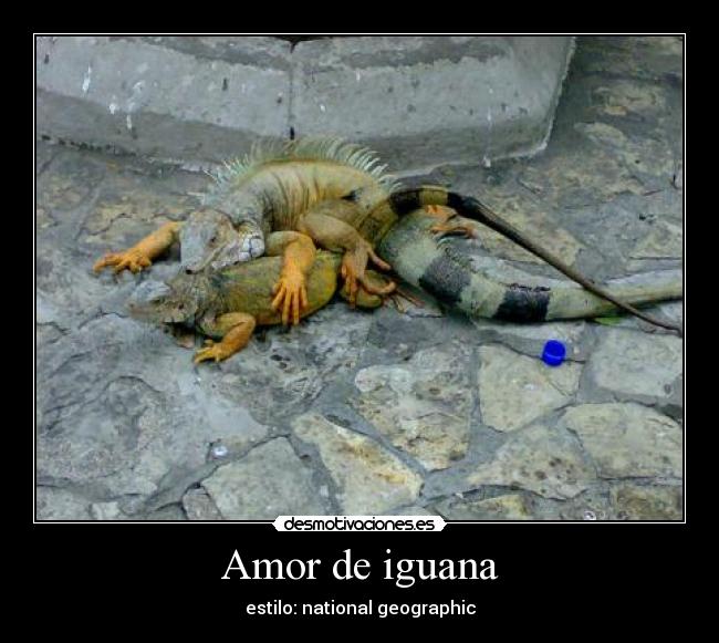 carteles amor iguana desmotivaciones