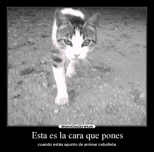 Esta es la cara que pones - cuando estás apunto de arrimar cebolleta.