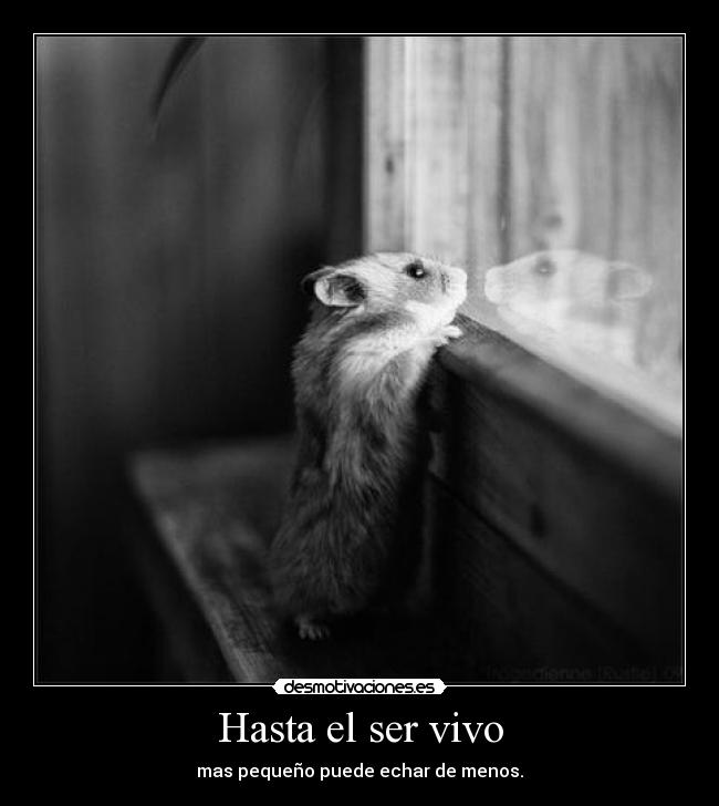 Hasta el ser vivo - mas pequeño puede echar de menos.