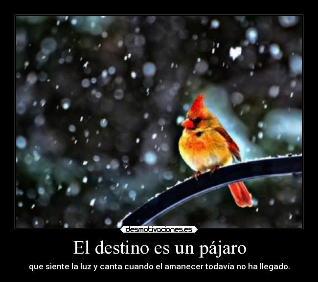 El destino es un pájaro - que siente la luz y canta cuando el amanecer todavía no ha llegado.
