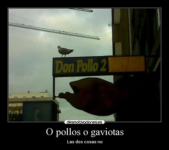 carteles don pollo desmotivaciones