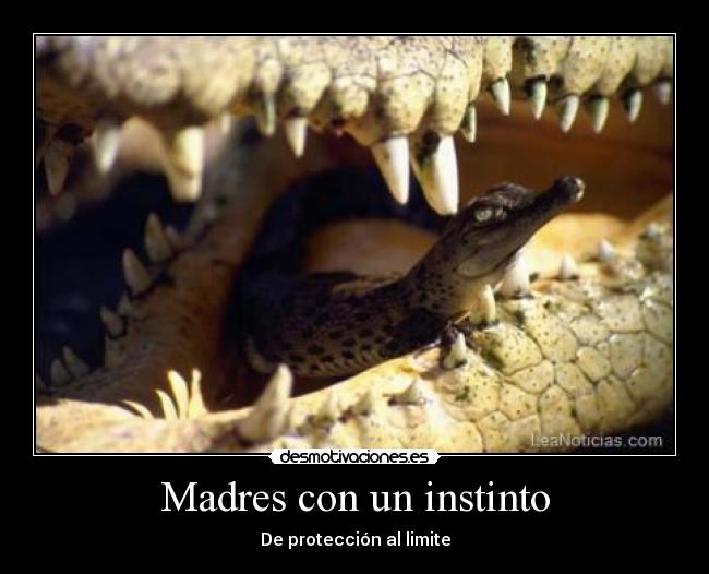 Madres con un instinto - De protección al limite