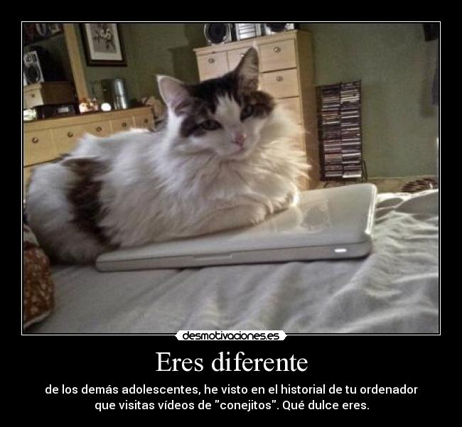 Eres diferente - de los demás adolescentes, he visto en el historial de tu ordenador
que visitas vídeos de conejitos. Qué dulce eres.
