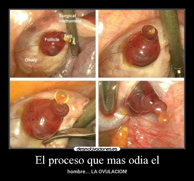 El proceso que mas odia el - hombre.... LA OVULACION!