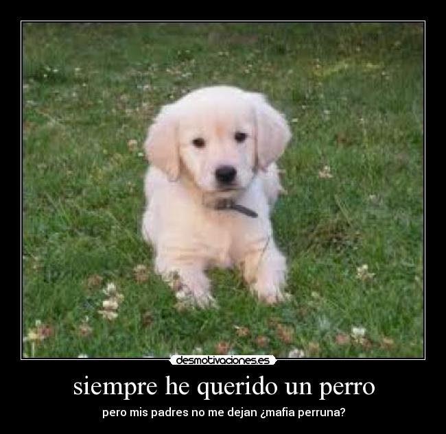 carteles perro desmotivaciones