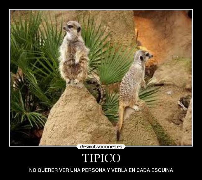 TIPICO -