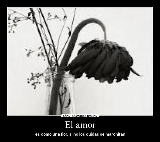 El amor - 