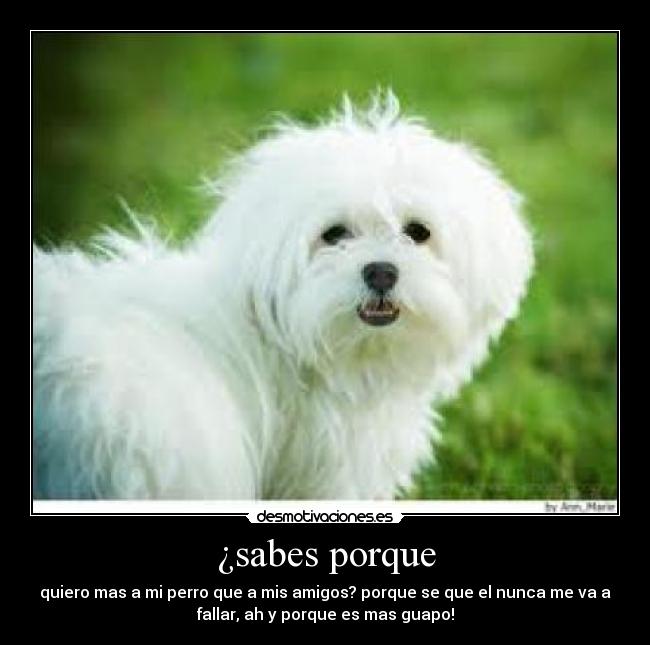 ¿sabes porque - quiero mas a mi perro que a mis amigos? porque se que el nunca me va a
fallar, ah y porque es mas guapo!