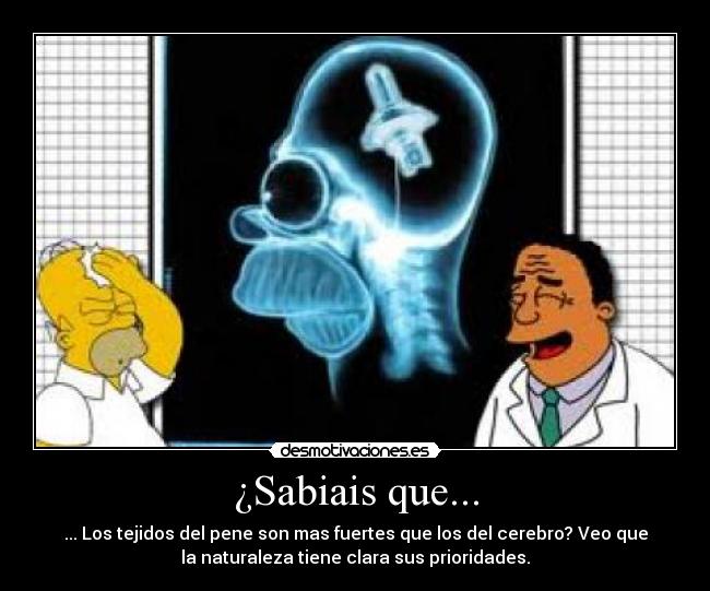 ¿Sabiais que... - ... Los tejidos del pene son mas fuertes que los del cerebro? Veo que
la naturaleza tiene clara sus prioridades.