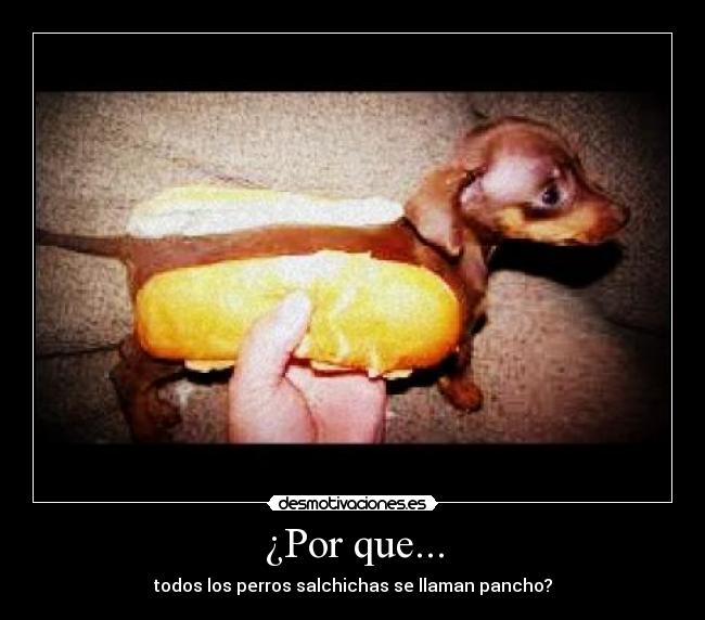 ¿Por que... - todos los perros salchichas se llaman pancho?