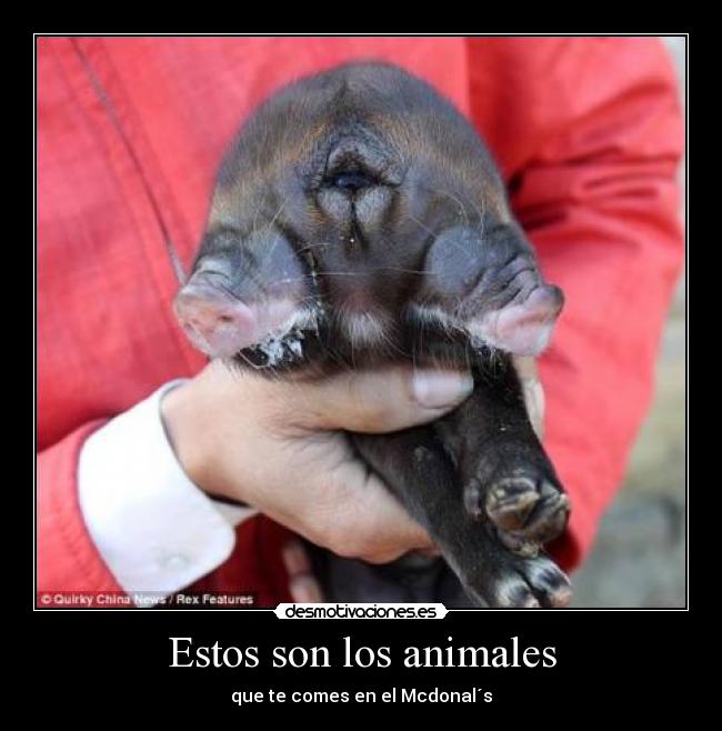 Estos son los animales - que te comes en el Mcdonal´s