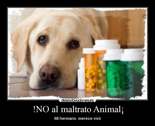 !NO al maltrato Animal¡ - 