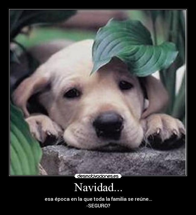 Navidad... - esa época en la que toda la familia se reúne...
-SEGURO?