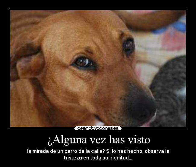 ¿Alguna vez has visto - la mirada de un perro de la calle? Si lo has hecho, observa la
tristeza en toda su plenitud...