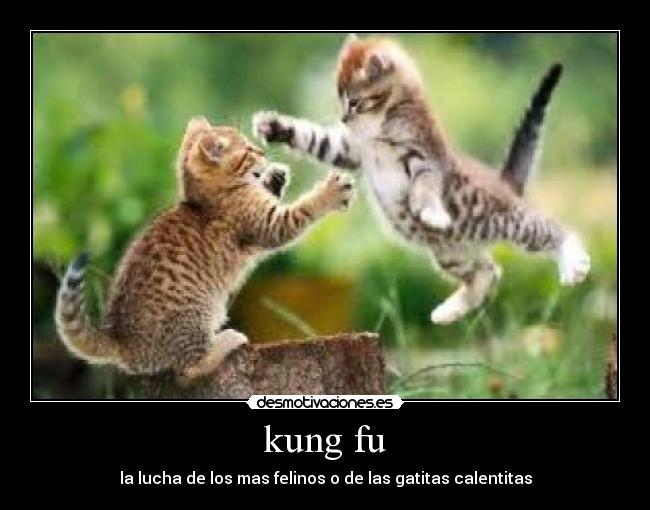 kung fu - 