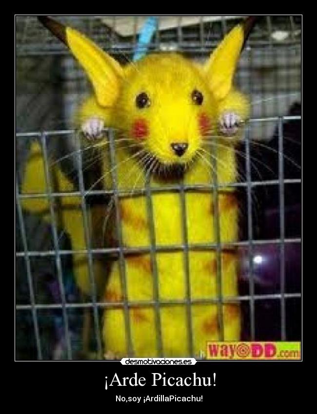 ¡Arde Picachu! - No,soy ¡ArdillaPicachu!