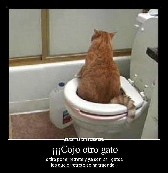 ¡¡¡Cojo otro gato - lo tiro por el retrete y ya son 271 gatos
los que el retrete se ha tragado!!!