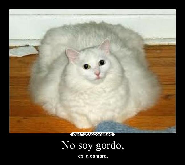 carteles misetiquetassonmias gatosgordo hable mas desmotivaciones