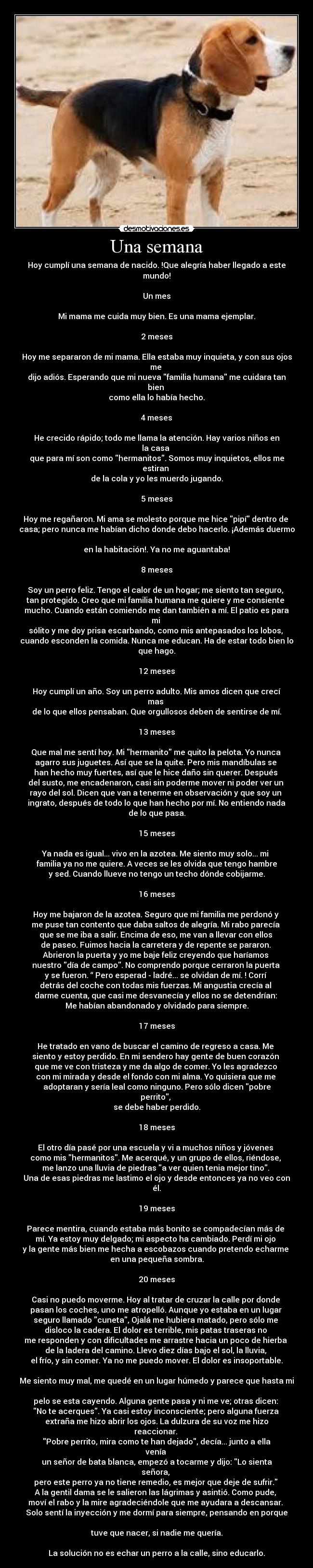 Una semana - Hoy cumplí una semana de nacido. !Que alegría haber llegado a este mundo!

Un mes

Mi mama me cuida muy bien. Es una mama ejemplar.

2 meses

Hoy me separaron de mi mama. Ella estaba muy inquieta, y con sus ojos me 
dijo adiós. Esperando que mi nueva familia humana me cuidara tan bien 
como ella lo había hecho.

4 meses

He crecido rápido; todo me llama la atención. Hay varios niños en la casa 
que para mí son como hermanitos. Somos muy inquietos, ellos me estiran 
de la cola y yo les muerdo jugando.

5 meses

Hoy me regañaron. Mi ama se molesto porque me hice pipí dentro de 
casa; pero nunca me habían dicho donde debo hacerlo. ¡Además duermo 
en la habitación!. Ya no me aguantaba!

8 meses

Soy un perro feliz. Tengo el calor de un hogar; me siento tan seguro, 
tan protegido. Creo que mi familia humana me quiere y me consiente 
mucho. Cuando están comiendo me dan también a mí. El patio es para mi 
sólito y me doy prisa escarbando, como mis antepasados los lobos, 
cuando esconden la comida. Nunca me educan. Ha de estar todo bien lo que hago.

12 meses

Hoy cumplí un año. Soy un perro adulto. Mis amos dicen que crecí mas 
de lo que ellos pensaban. Que orgullosos deben de sentirse de mí.

13 meses

Que mal me sentí hoy. Mi hermanito me quito la pelota. Yo nunca 
agarro sus juguetes. Así que se la quite. Pero mis mandíbulas se 
han hecho muy fuertes, así que le hice daño sin querer. Después 
del susto, me encadenaron, casi sin poderme mover ni poder ver un 
rayo del sol. Dicen que van a tenerme en observación y que soy un 
ingrato, después de todo lo que han hecho por mí. No entiendo nada de lo que pasa.

15 meses

Ya nada es igual... vivo en la azotea. Me siento muy solo... mi 
familia ya no me quiere. A veces se les olvida que tengo hambre
y sed. Cuando llueve no tengo un techo dónde cobijarme.

16 meses

Hoy me bajaron de la azotea. Seguro que mi familia me perdonó y 
me puse tan contento que daba saltos de alegría. Mi rabo parecía 
que se me iba a salir. Encima de eso, me van a llevar con ellos 
de paseo. Fuimos hacia la carretera y de repente se pararon. 
Abrieron la puerta y yo me baje feliz creyendo que haríamos 
nuestro día de campo. No comprendo porque cerraron la puerta 
y se fueron. “ Pero esperad - ladré... se olvidan de mí. ! Corrí 
detrás del coche con todas mis fuerzas. Mi angustia crecía al 
darme cuenta, que casi me desvanecía y ellos no se detendrían: 
Me habían abandonado y olvidado para siempre.

17 meses

He tratado en vano de buscar el camino de regreso a casa. Me 
siento y estoy perdido. En mi sendero hay gente de buen corazón 
que me ve con tristeza y me da algo de comer. Yo les agradezco 
con mi mirada y desde el fondo con mi alma. Yo quisiera que me 
adoptaran y sería leal como ninguno. Pero sólo dicen pobre perrito, 
se debe haber perdido.

18 meses

El otro día pasé por una escuela y vi a muchos niños y jóvenes 
como mis hermanitos. Me acerqué, y un grupo de ellos, riéndose, 
me lanzo una lluvia de piedras a ver quien tenia mejor tino. 
Una de esas piedras me lastimo el ojo y desde entonces ya no veo con él.

19 meses

Parece mentira, cuando estaba más bonito se compadecían más de 
mí. Ya estoy muy delgado; mi aspecto ha cambiado. Perdí mi ojo 
y la gente más bien me hecha a escobazos cuando pretendo echarme 
en una pequeña sombra.

20 meses

Casi no puedo moverme. Hoy al tratar de cruzar la calle por donde 
pasan los coches, uno me atropelló. Aunque yo estaba en un lugar 
seguro llamado cuneta, Ojalá me hubiera matado, pero sólo me 
disloco la cadera. El dolor es terrible, mis patas traseras no 
me responden y con dificultades me arrastre hacia un poco de hierba 
de la ladera del camino. Llevo diez días bajo el sol, la lluvia, 
el frío, y sin comer. Ya no me puedo mover. El dolor es insoportable. 
Me siento muy mal, me quedé en un lugar húmedo y parece que hasta mi 
pelo se esta cayendo. Alguna gente pasa y ni me ve; otras dicen: 
No te acerques. Ya casi estoy inconsciente; pero alguna fuerza 
extraña me hizo abrir los ojos. La dulzura de su voz me hizo reaccionar. 
Pobre perrito, mira como te han dejado, decía... junto a ella venía 
un señor de bata blanca, empezó a tocarme y dijo: Lo sienta señora, 
pero este perro ya no tiene remedio, es mejor que deje de sufrir. 
A la gentil dama se le salieron las lágrimas y asintió. Como pude, 
moví el rabo y la mire agradeciéndole que me ayudara a descansar. 
Solo sentí la inyección y me dormí para siempre, pensando en porque 
tuve que nacer, si nadie me quería.

La solución no es echar un perro a la calle, sino educarlo.