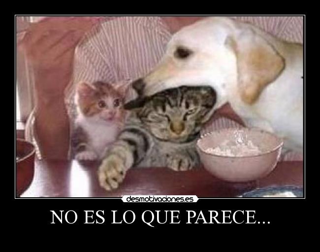 NO ES LO QUE PARECE... - 