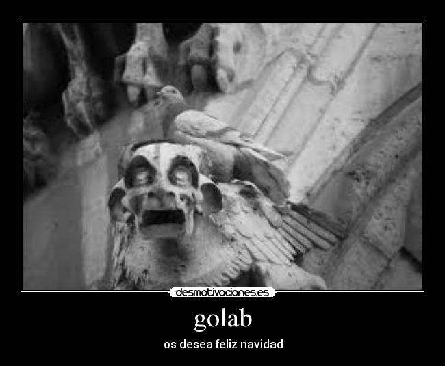 golab - 