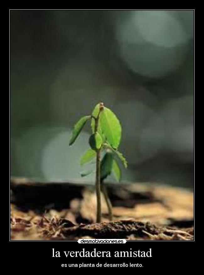 la verdadera amistad - 