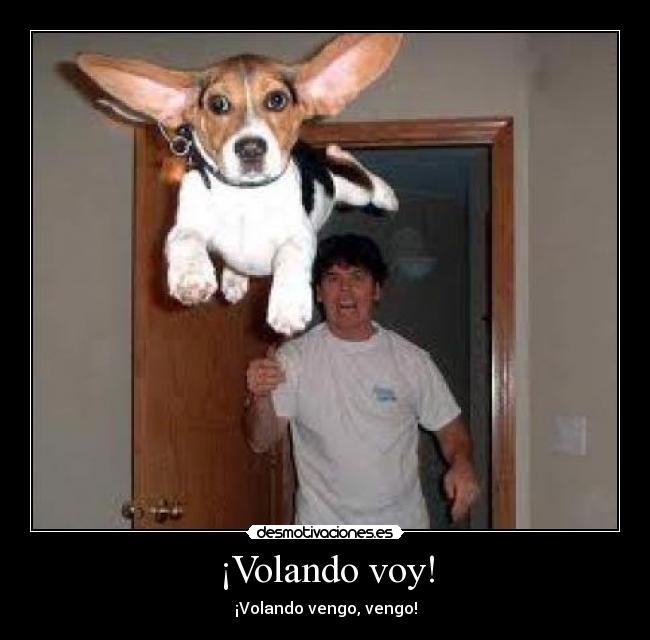 carteles beagle volador orejudo votad positivo desmotivaciones