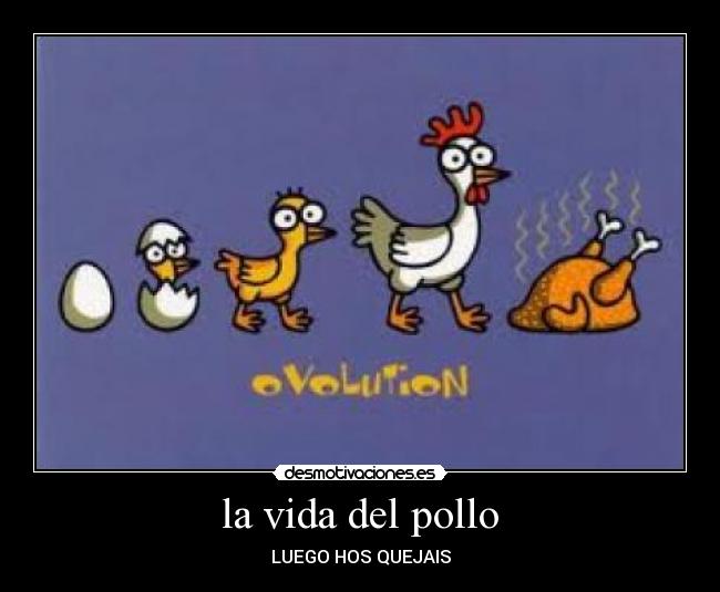 la vida del pollo -