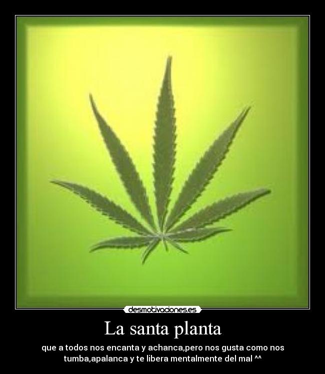 La santa planta -