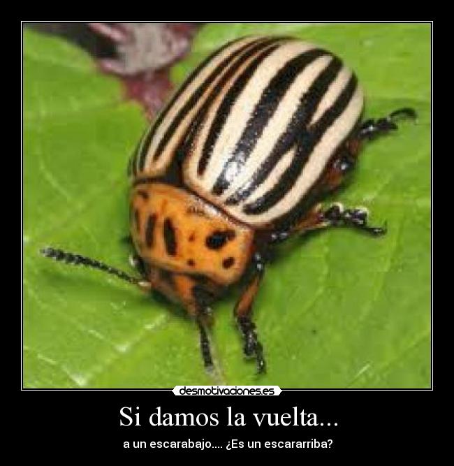 Si damos la vuelta... - 